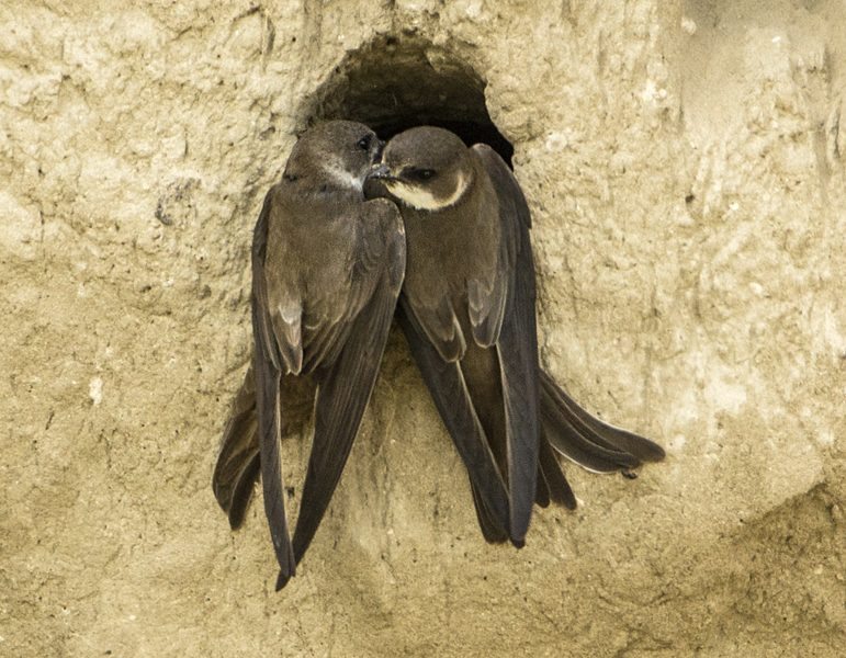 217 oeverzaluw L.jpg